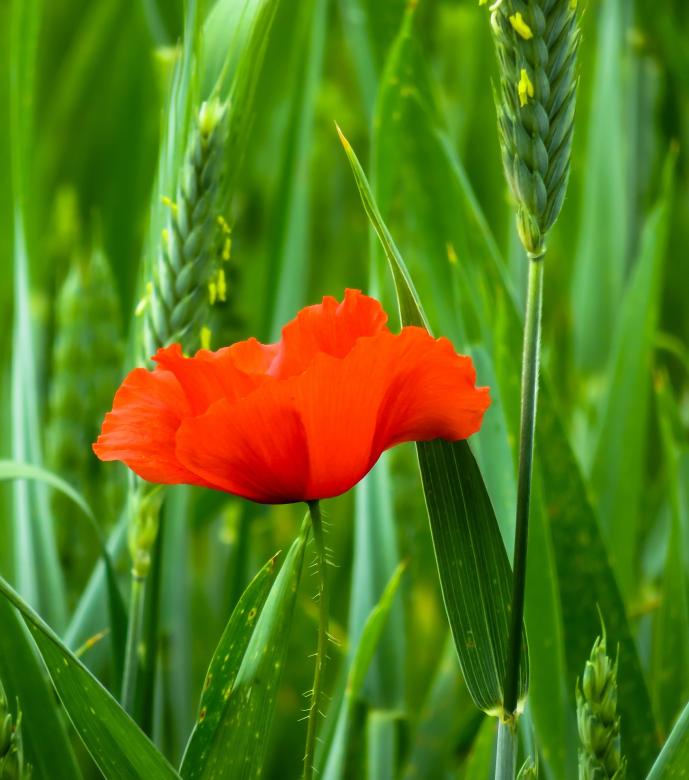 Free stock image of Fresh Poppy created by Pixabay