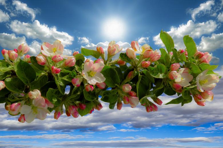 Free stock image of Spring Awakening created by Pixabay