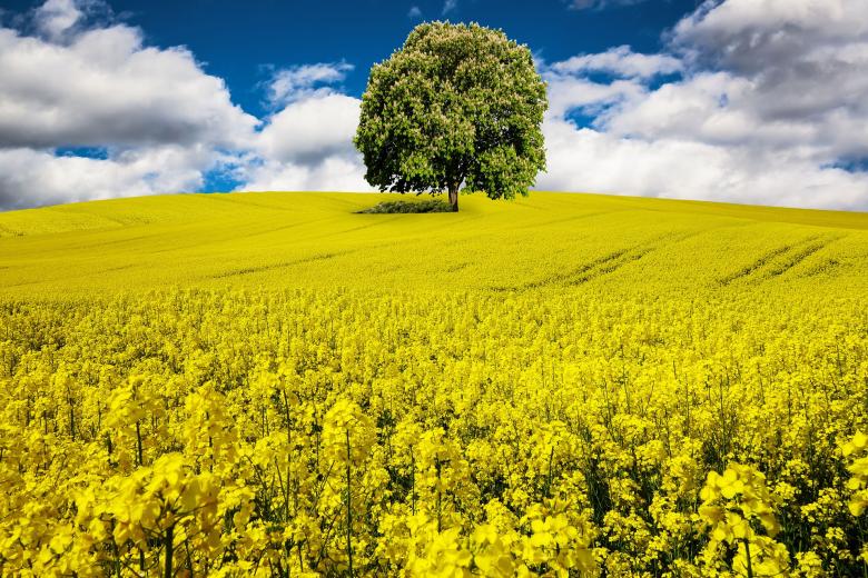 Free stock image of Spring Awakening created by Pixabay