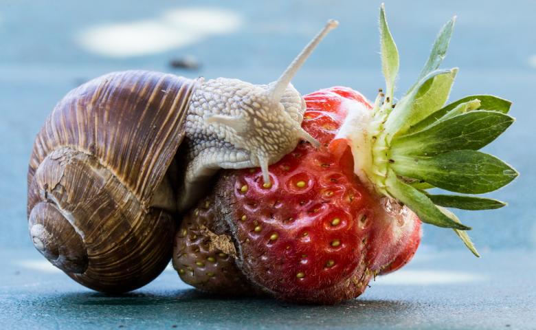 Free stock image of Snail on the Strawberry created by Pixabay