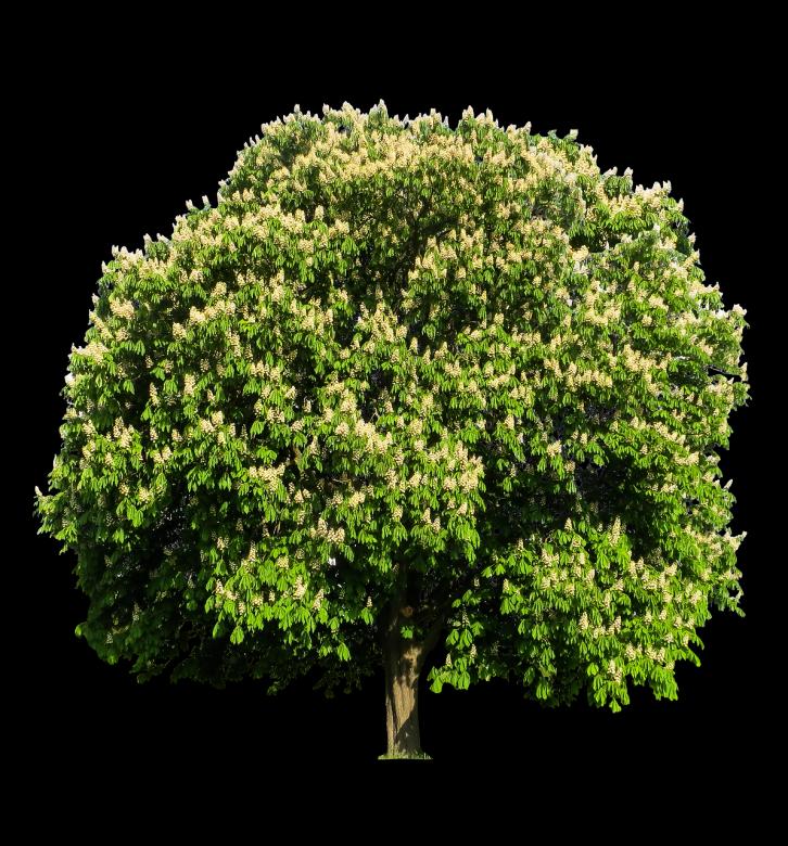 Free stock image of Fresh Tree created by Pixabay