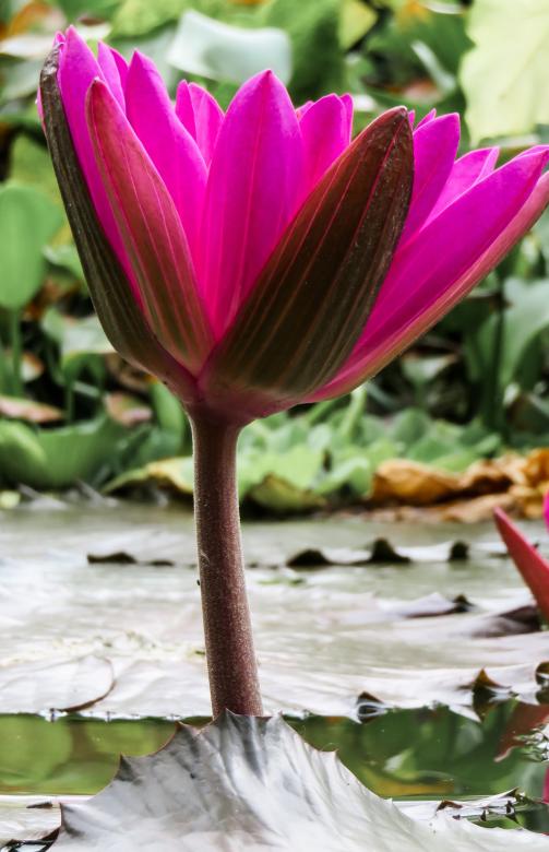 Free stock image of Water Lily created by Pixabay