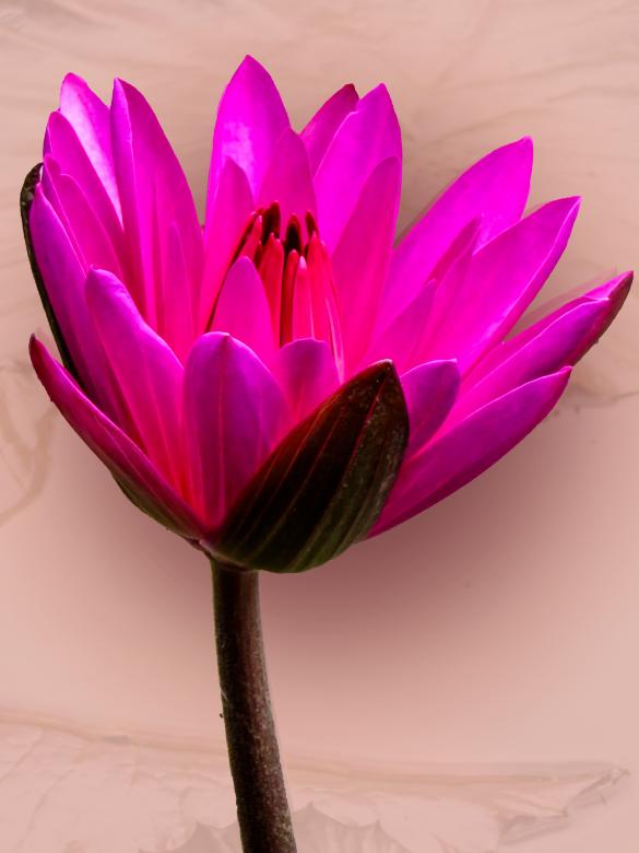 Free stock image of Water Lily created by Pixabay