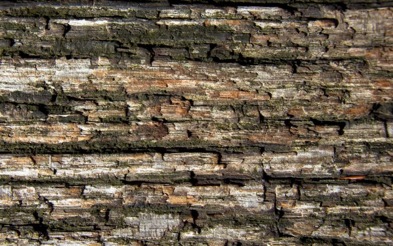Free stock image of Wood texture created by Alen