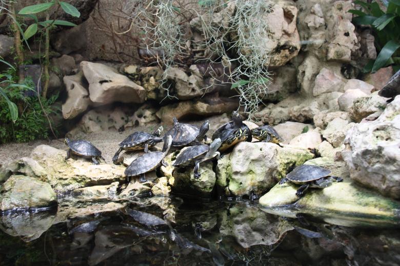 Free stock image of Turtles created by Monika Zając
