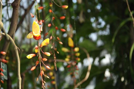Yellow flower - Free Stock Photo