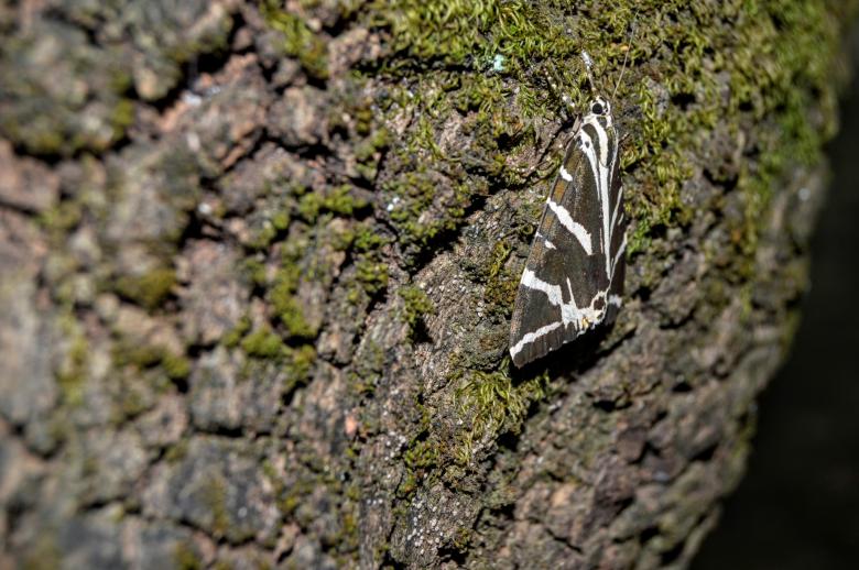 Free stock image of Striped brown and white butterfly created by Ivan Shidlovski