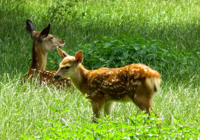 Free stock image of Roe Deer created by Pixabay