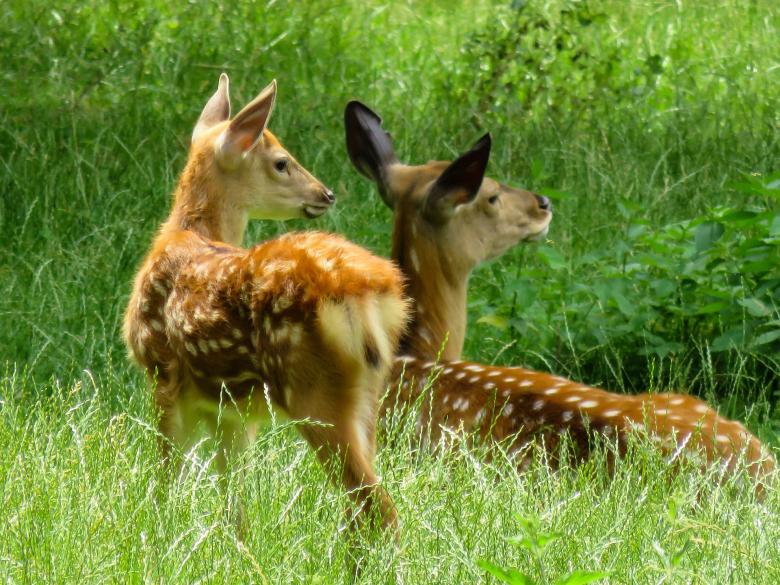 Free stock image of Roe Deer created by Pixabay