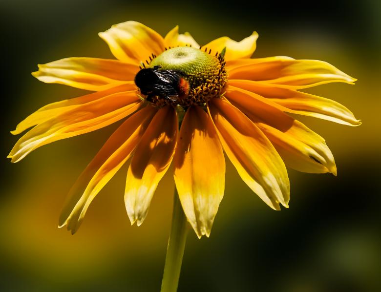 Free stock image of Bee on the Flower created by Pixabay