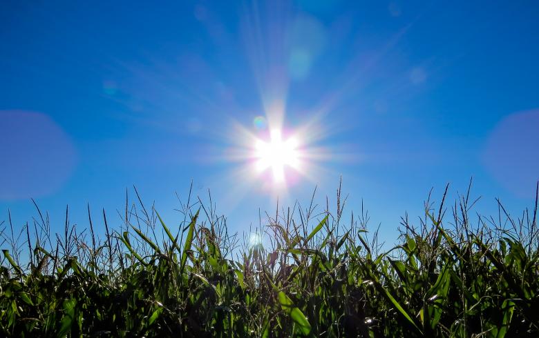 Free stock image of Corn Field created by Pixabay