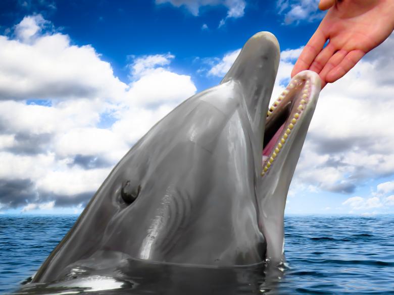 Free stock image of Dolphin in the Sea created by Pixabay