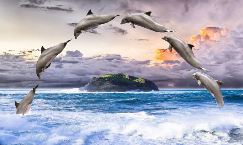 Free stock image of Dolphin in the Sea created by Pixabay