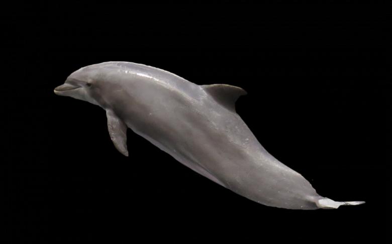 Free stock image of Dolphin in the Sea created by Pixabay