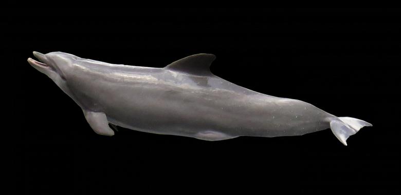 Free stock image of Dolphin in the Sea created by Pixabay