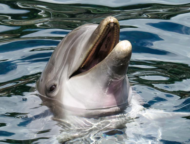 Free stock image of Dolphin in the Sea created by Pixabay