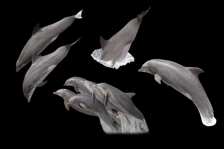 Free stock image of Group of Dolphins created by Pixabay
