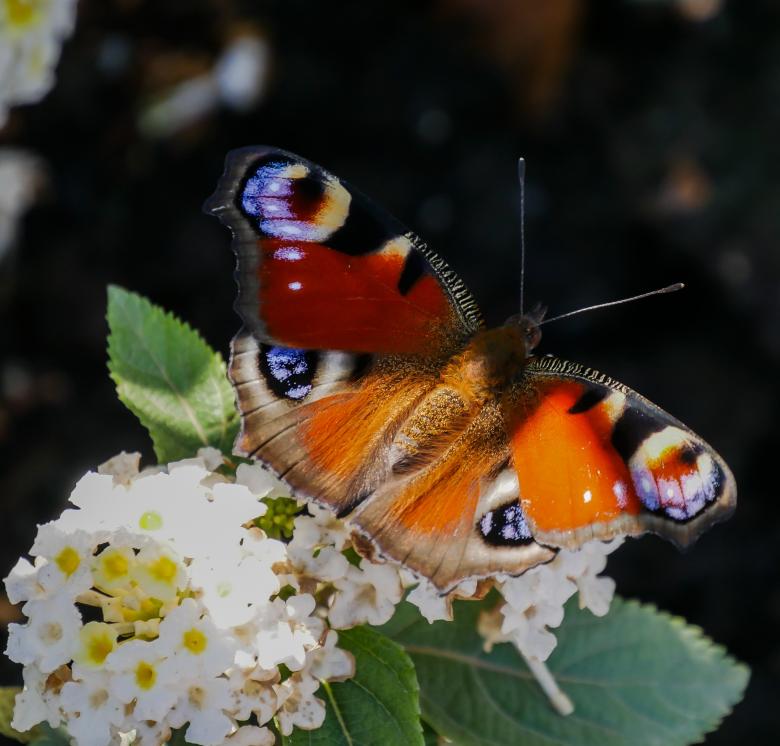 Free stock image of Butterfly in the Garden created by Pixabay