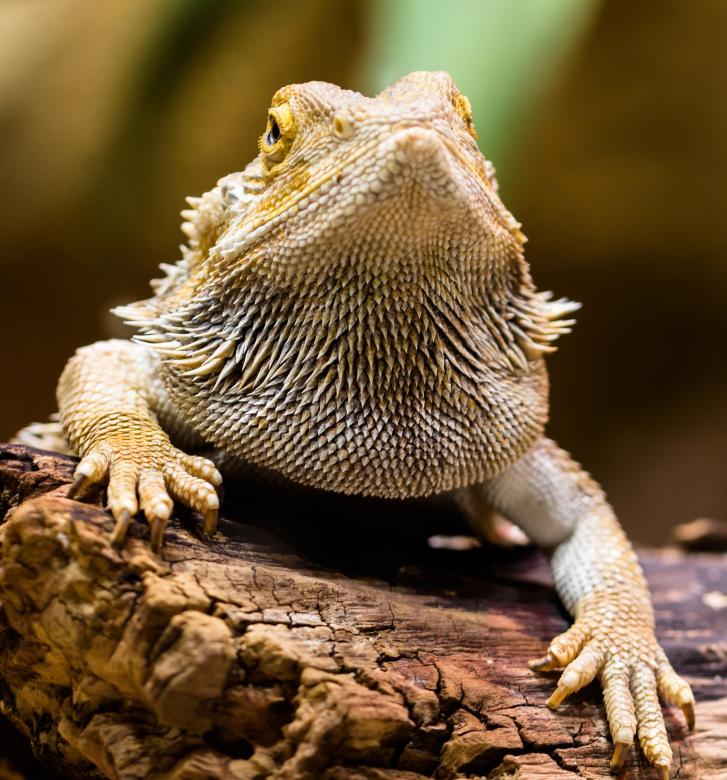 Free stock image of Wild Lizard created by Pixabay