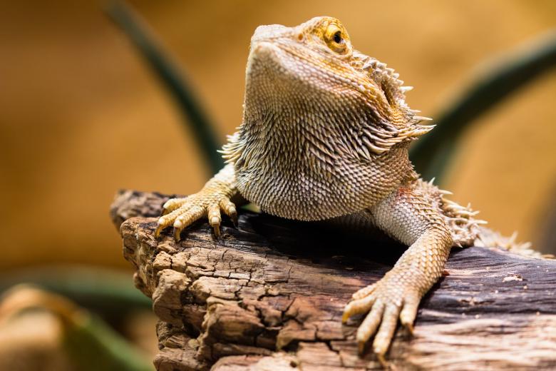 Free stock image of Wild Lizard created by Pixabay