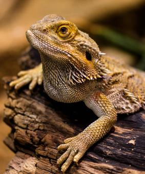 Wild Lizard - Free Stock Photo