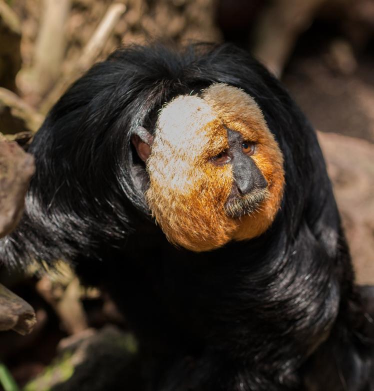 Free stock image of Monkey in the Zoo created by Pixabay