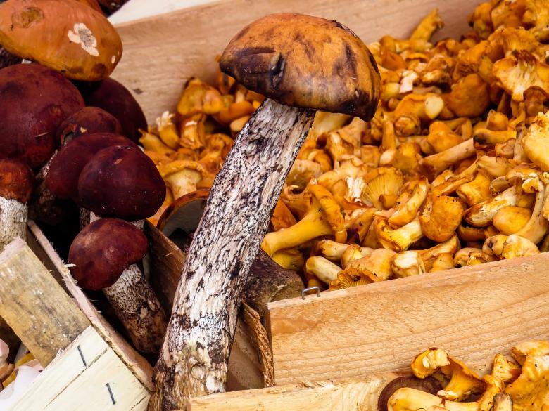 Free stock image of Fresh Mushrooms created by Pixabay