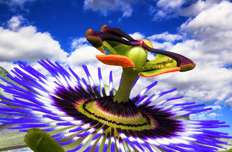 Free stock image of Passion Flower created by Pixabay