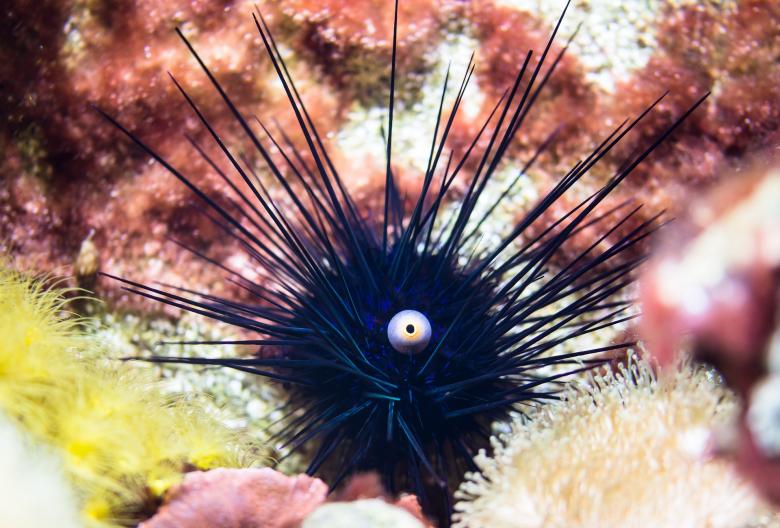 Free stock image of Sea Urchins created by Pixabay