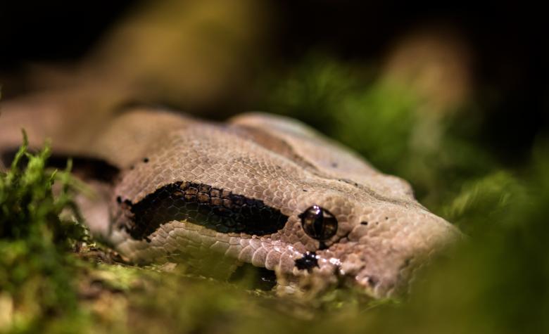 Free stock image of Python in the Jungle created by Pixabay