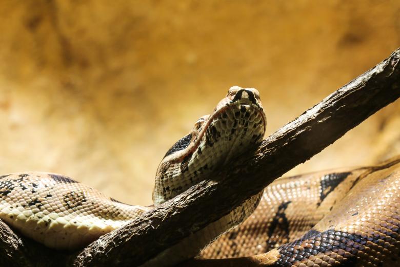 Free stock image of Python in the Jungle created by Pixabay