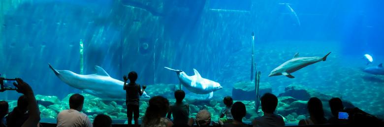 Free stock image of Dolphins in the Aquarium created by Pixabay