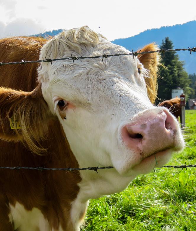Free stock image of Cows in the Farm created by Pixabay