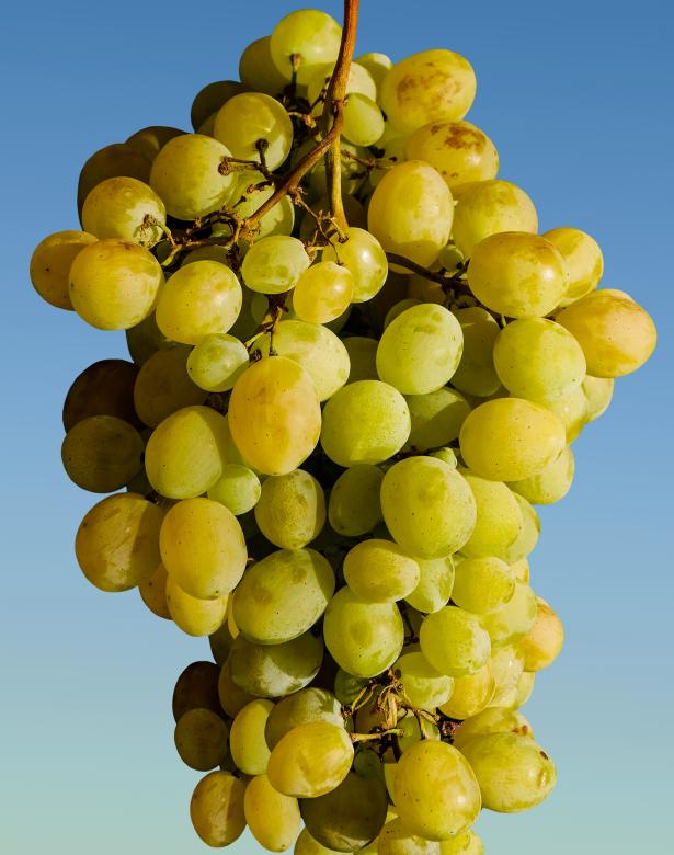 Free stock image of Fresh Grapes created by Pixabay
