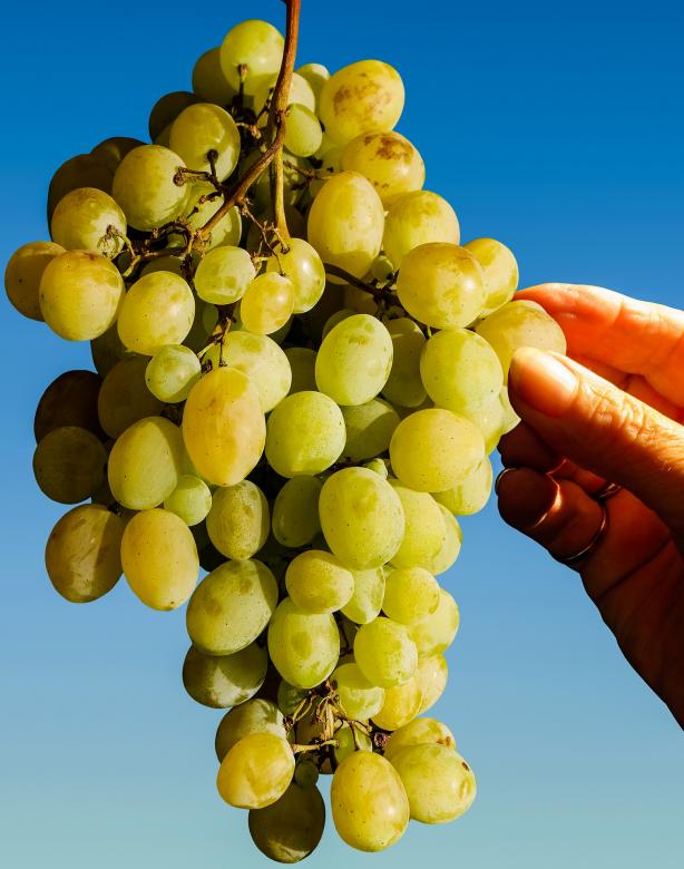 Free stock image of Eating Grapes created by Pixabay