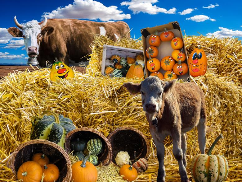 Free stock image of Pumpkin, Straw Bales and Cows created by Pixabay