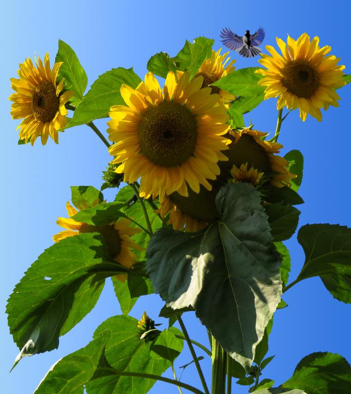 Free stock image of Sunflower Field created by Pixabay