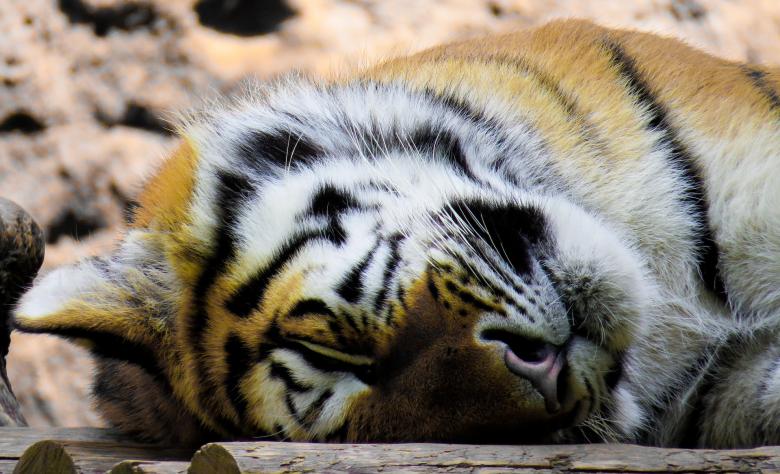 Free stock image of Sleeping Tiger created by Pixabay