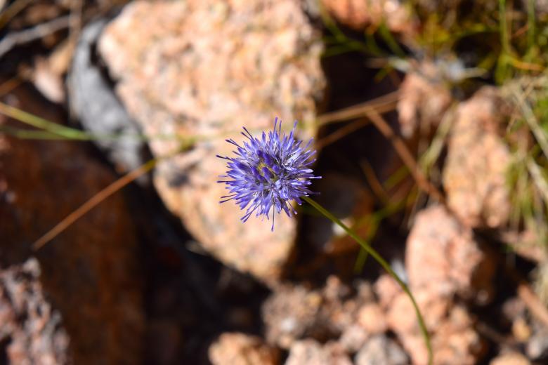 Free stock image of Blooming Flower created by Pixabay