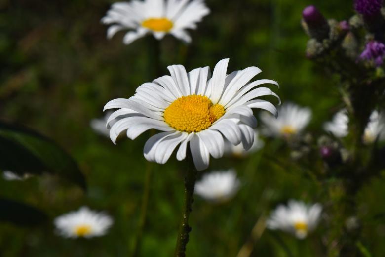 Free stock image of Fresh Chamomile created by Pixabay