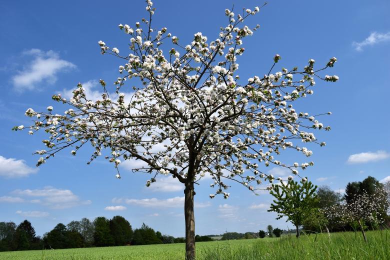 Free stock image of Cherry Blossom created by Pixabay
