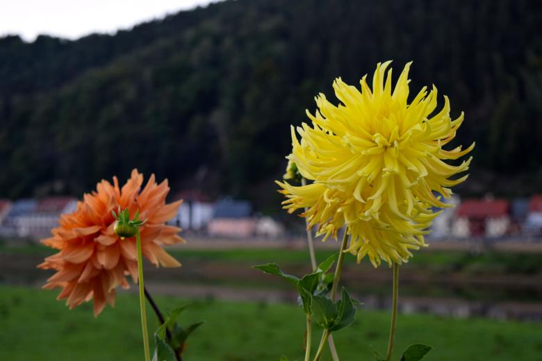Free stock image of Fresh Dahlia created by Pixabay