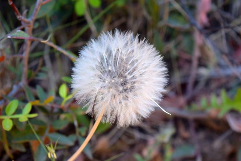 Free stock image of Dandelion Macro created by Pixabay