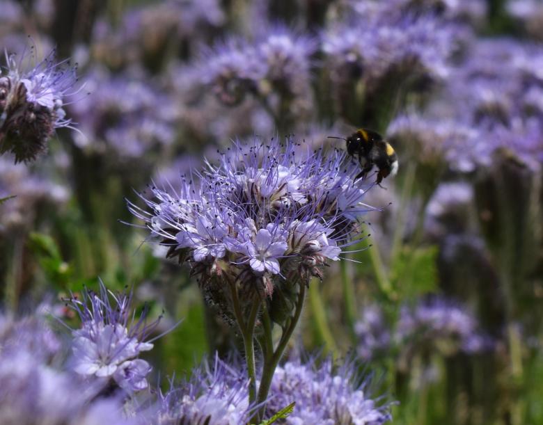 Free stock image of Hummel Bee on the Flower created by Pixabay