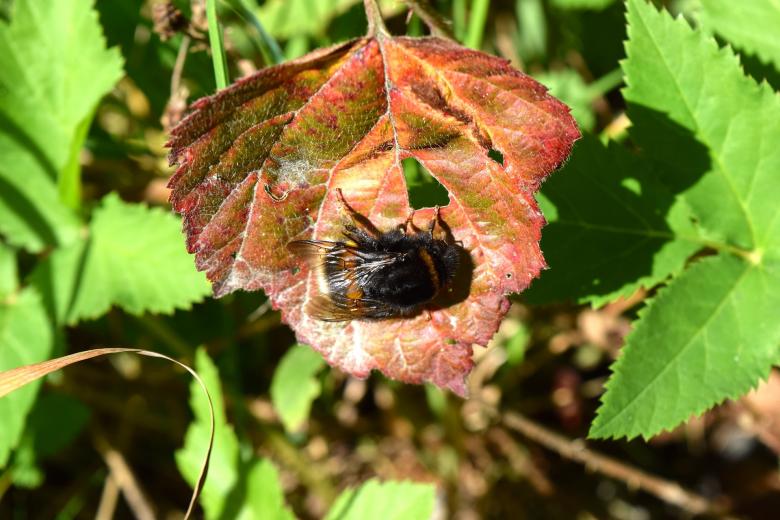 Free stock image of Hummel Bee on the Leave created by Pixabay