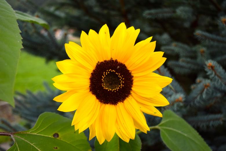 Free stock image of Sun Flower created by Pixabay