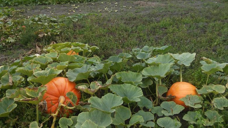 Free stock image of Pumpkins created by Monika Zając