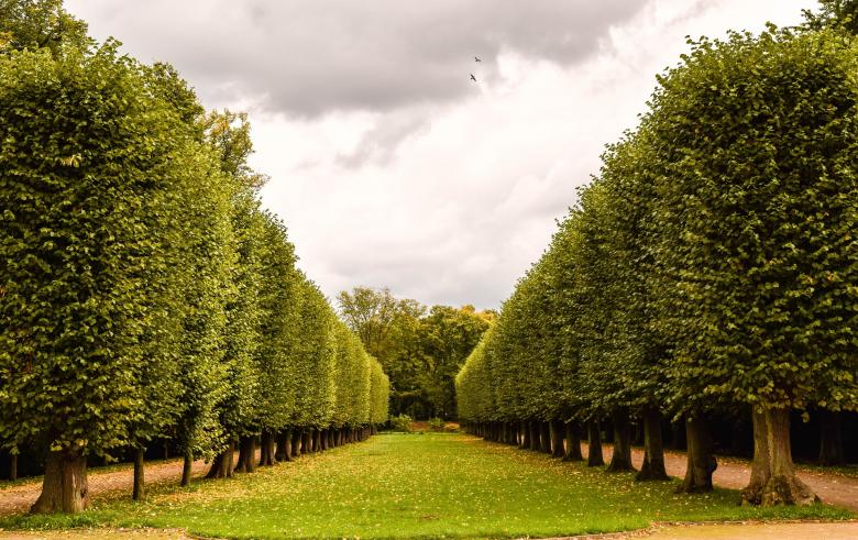 Free stock image of Lined Tree Avenue created by Pixabay