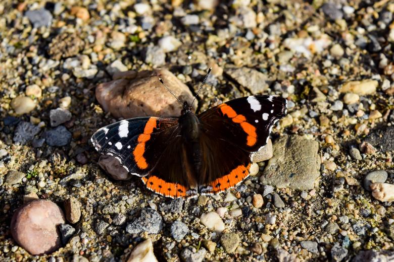 Free stock image of Wild Butterfly created by Pixabay