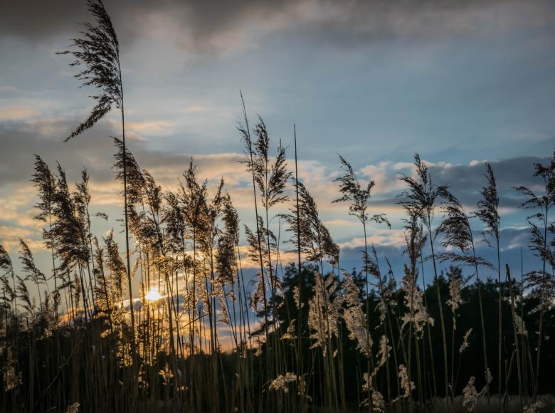 Free stock image of Peaceful Eve created by Pixabay